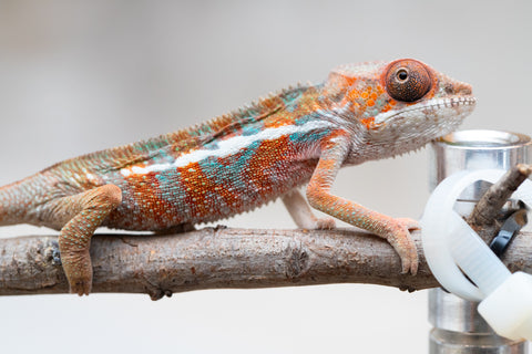 Holdbacks/Individuals: Ambilobe offspring from "Ron Mangatrakatraka" (AKA Ron Burgundy) x "Printsesy-peso" (AKA Princess Peach) - Hatched July 25' - Male #2