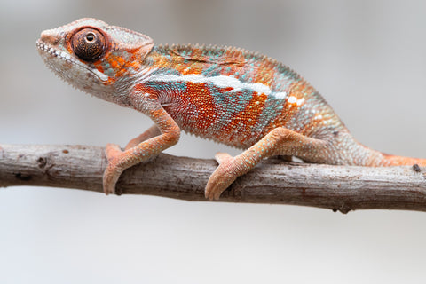 Holdbacks/Individuals: Ambilobe offspring from "Ron Mangatrakatraka" (AKA Ron Burgundy) x "Printsesy-peso" (AKA Princess Peach) - Hatched July 25' - Male #2