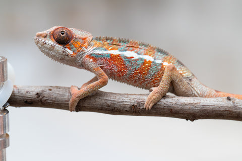 Holdbacks/Individuals: Ambilobe offspring from "Ron Mangatrakatraka" (AKA Ron Burgundy) x "Printsesy-peso" (AKA Princess Peach) - Hatched July 25' - Male #2