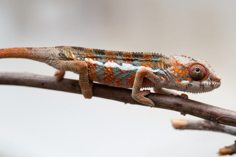 Holdbacks/Individuals: Ambilobe offspring from "Ron Mangatrakatraka" (AKA Ron Burgundy) x "Printsesy-peso" (AKA Princess Peach) - Hatched July 25' - Male #2