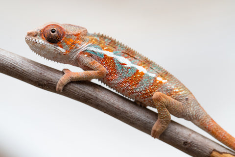 Holdbacks/Individuals: Ambilobe offspring from "Ron Mangatrakatraka" (AKA Ron Burgundy) x "Printsesy-peso" (AKA Princess Peach) - Hatched July 25' - Male #2