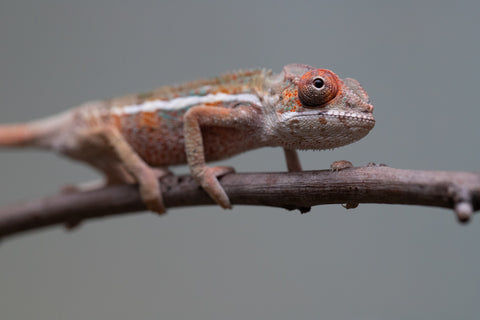 Holdbacks/Individuals: Ambilobe offspring from "Ron Mangatrakatraka" (AKA Ron Burgundy) x "Printsesy-peso" (AKA Princess Peach) - Hatched July 2025 - Male #3