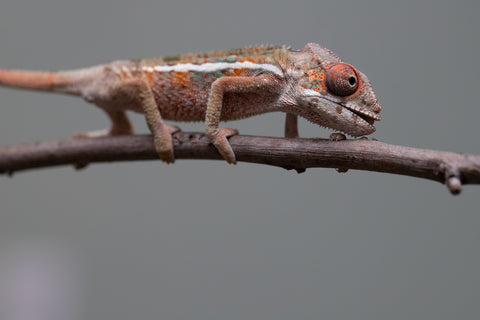 Holdbacks/Individuals: Ambilobe offspring from "Ron Mangatrakatraka" (AKA Ron Burgundy) x "Printsesy-peso" (AKA Princess Peach) - Hatched July 2025 - Male #3