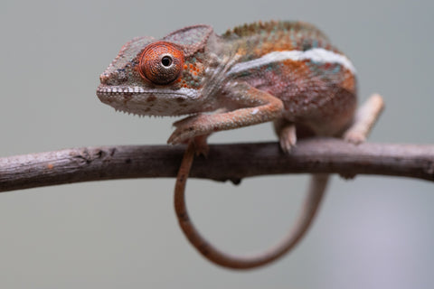 Holdbacks/Individuals: Ambilobe offspring from "Ron Mangatrakatraka" (AKA Ron Burgundy) x "Printsesy-peso" (AKA Princess Peach) - Hatched July 2025 - Male #3