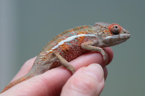 Holdbacks/Individuals: Ambilobe offspring from "Ron Mangatrakatraka" (AKA Ron Burgundy) x "Printsesy-peso" (AKA Princess Peach) - Hatched July 2025 - Male #3