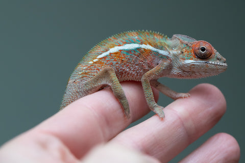 Holdbacks/Individuals: Ambilobe offspring from "Ron Mangatrakatraka" (AKA Ron Burgundy) x "Printsesy-peso" (AKA Princess Peach) - Hatched July 2025 - Male #3