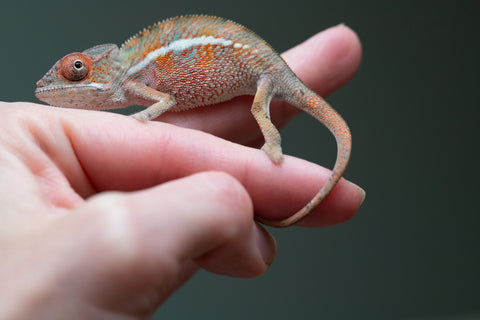 Holdbacks/Individuals: Ambilobe offspring from "Ron Mangatrakatraka" (AKA Ron Burgundy) x "Printsesy-peso" (AKA Princess Peach) - Hatched July 2025 - Male #3