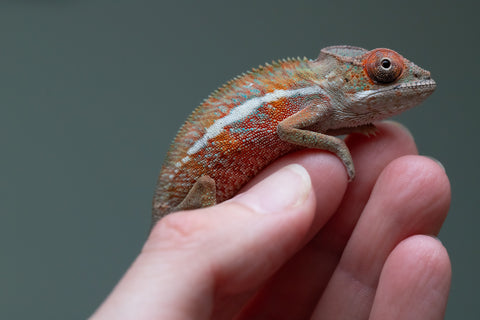 Holdbacks/Individuals: Ambilobe offspring from "Ron Mangatrakatraka" (AKA Ron Burgundy) x "Printsesy-peso" (AKA Princess Peach) - Hatched July 2025 - Male #3