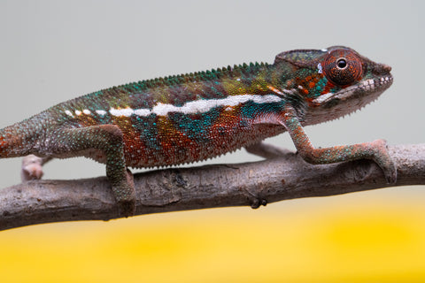 Holdbacks/Individuals: Ambilobe offspring from "Ron Mangatrakatraka" (AKA Ron Burgundy) x "Printsesy-peso" (AKA Princess Peach) - Hatched July 2025 - Male #4