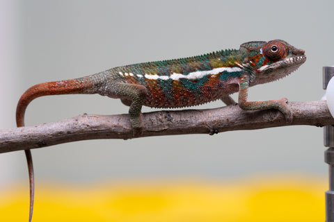 Holdbacks/Individuals: Ambilobe offspring from "Ron Mangatrakatraka" (AKA Ron Burgundy) x "Printsesy-peso" (AKA Princess Peach) - Hatched July 2025 - Male #4