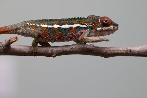 Holdbacks/Individuals: Ambilobe offspring from "Ron Mangatrakatraka" (AKA Ron Burgundy) x "Printsesy-peso" (AKA Princess Peach) - Hatched July 2025 - Male #4