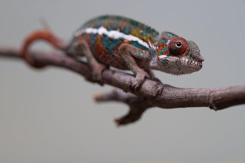 Holdbacks/Individuals: Ambilobe offspring from "Ron Mangatrakatraka" (AKA Ron Burgundy) x "Printsesy-peso" (AKA Princess Peach) - Hatched July 2025 - Male #4