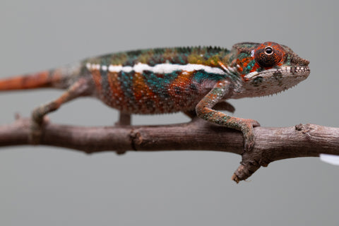 Holdbacks/Individuals: Ambilobe offspring from "Ron Mangatrakatraka" (AKA Ron Burgundy) x "Printsesy-peso" (AKA Princess Peach) - Hatched July 2025 - Male #4