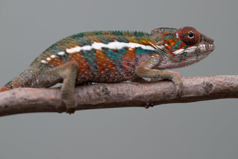 Holdbacks/Individuals: Ambilobe offspring from "Ron Mangatrakatraka" (AKA Ron Burgundy) x "Printsesy-peso" (AKA Princess Peach) - Hatched July 2025 - Male #4