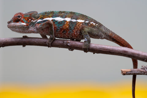 Holdbacks/Individuals: Ambilobe offspring from "Ron Mangatrakatraka" (AKA Ron Burgundy) x "Printsesy-peso" (AKA Princess Peach) - Hatched July 2025 - Male #4