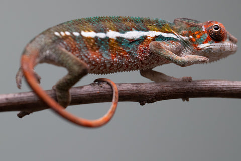 Holdbacks/Individuals: Ambilobe offspring from "Ron Mangatrakatraka" (AKA Ron Burgundy) x "Printsesy-peso" (AKA Princess Peach) - Hatched July 2025 - Male #4