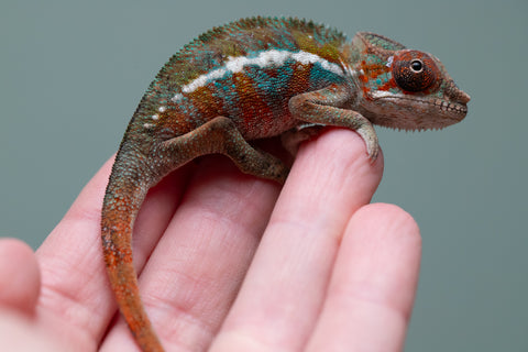 Holdbacks/Individuals: Ambilobe offspring from "Ron Mangatrakatraka" (AKA Ron Burgundy) x "Printsesy-peso" (AKA Princess Peach) - Hatched July 2025 - Male #4