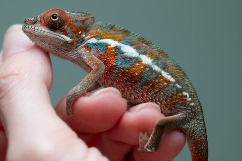 Holdbacks/Individuals: Ambilobe offspring from "Ron Mangatrakatraka" (AKA Ron Burgundy) x "Printsesy-peso" (AKA Princess Peach) - Hatched July 2025 - Male #4