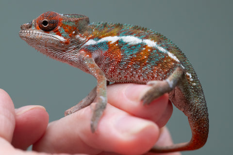 Holdbacks/Individuals: Ambilobe offspring from "Ron Mangatrakatraka" (AKA Ron Burgundy) x "Printsesy-peso" (AKA Princess Peach) - Hatched July 2025 - Male #4