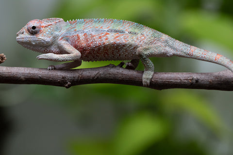 Locale Cross From "Ron Mangatrakatraka" (AKA Ron Burgundy) x "Star Crossed" - Hatched March - April 2026 - Male #1