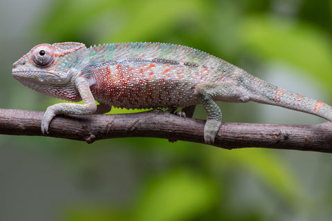 Locale Cross From "Ron Mangatrakatraka" (AKA Ron Burgundy) x "Star Crossed" - Hatched March - April 2026 - Male #1