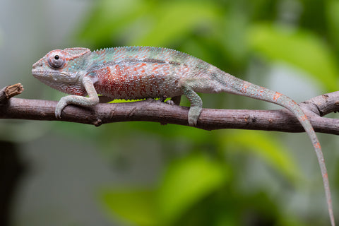 Locale Cross From "Ron Mangatrakatraka" (AKA Ron Burgundy) x "Star Crossed" - Hatched March - April 2026 - Male #1