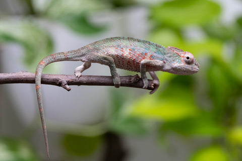 Locale Cross From "Ron Mangatrakatraka" (AKA Ron Burgundy) x "Star Crossed" - Hatched March - April 2026 - Male #1