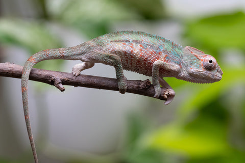 Locale Cross From "Ron Mangatrakatraka" (AKA Ron Burgundy) x "Star Crossed" - Hatched March - April 2026 - Male #1