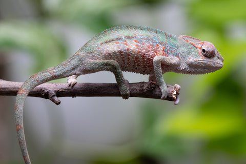 Locale Cross From "Ron Mangatrakatraka" (AKA Ron Burgundy) x "Star Crossed" - Hatched March - April 2026 - Male #1
