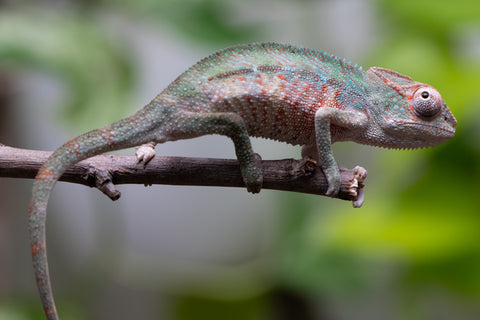Locale Cross From "Ron Mangatrakatraka" (AKA Ron Burgundy) x "Star Crossed" - Hatched March - April 2026 - Male #1