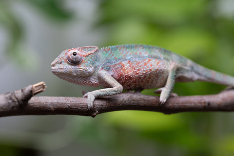 Locale Cross From "Ron Mangatrakatraka" (AKA Ron Burgundy) x "Star Crossed" - Hatched March - April 2026 - Male #1