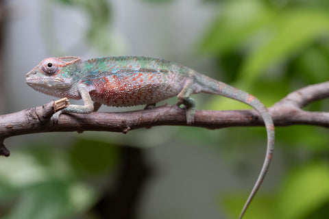 Locale Cross From "Ron Mangatrakatraka" (AKA Ron Burgundy) x "Star Crossed" - Hatched March - April 2026 - Male #1