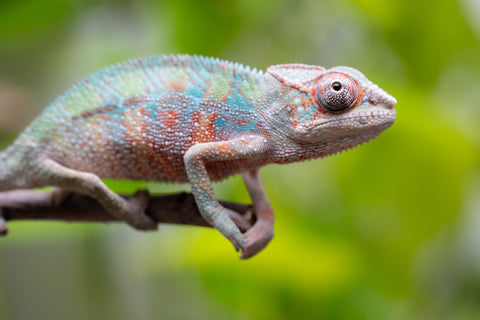 Locale Cross From "Ron Mangatrakatraka" (AKA Ron Burgundy) x "Star Crossed" - Hatched March - April 2026 - Male #1
