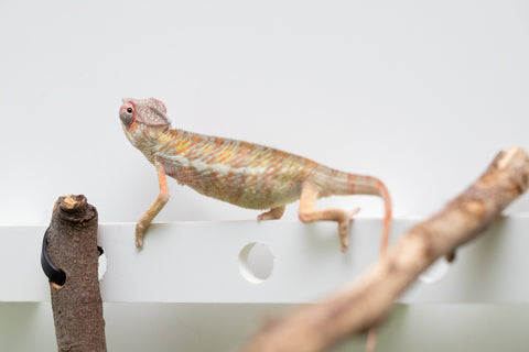 Locale Cross From "Ron Mangatrakatraka" (AKA Ron Burgundy) x "Star Crossed" - Hatched March - April 2026 - Male #2