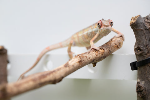 Locale Cross From "Ron Mangatrakatraka" (AKA Ron Burgundy) x "Star Crossed" - Hatched March - April 2026 - Male #2