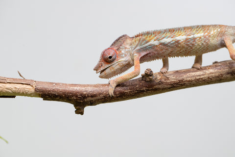Locale Cross From "Ron Mangatrakatraka" (AKA Ron Burgundy) x "Star Crossed" - Hatched March - April 2026 - Male #2