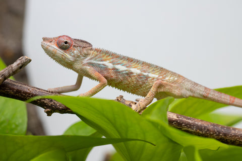 Locale Cross From "Ron Mangatrakatraka" (AKA Ron Burgundy) x "Star Crossed" - Hatched March - April 2026 - Male #2