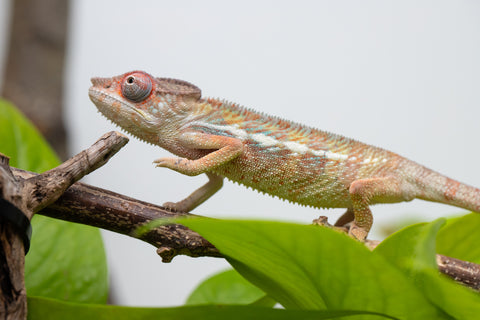 Locale Cross From "Ron Mangatrakatraka" (AKA Ron Burgundy) x "Star Crossed" - Hatched March - April 2026 - Male #2