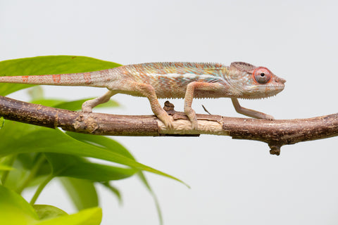Locale Cross From "Ron Mangatrakatraka" (AKA Ron Burgundy) x "Star Crossed" - Hatched March - April 2026 - Male #2