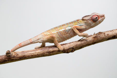Locale Cross From "Ron Mangatrakatraka" (AKA Ron Burgundy) x "Star Crossed" - Hatched March - April 2026 - Male #2
