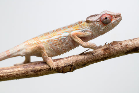 Locale Cross From "Ron Mangatrakatraka" (AKA Ron Burgundy) x "Star Crossed" - Hatched March - April 2026 - Male #2