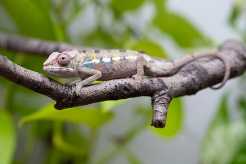 Locale Cross From "Ron Mangatrakatraka" (AKA Ron Burgundy) x "Star Crossed" - Hatched March - April 2026 - Male #3