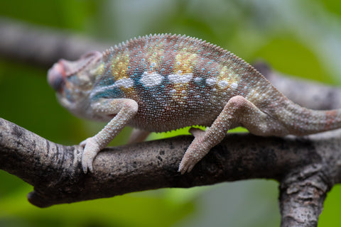 Locale Cross From "Ron Mangatrakatraka" (AKA Ron Burgundy) x "Star Crossed" - Hatched March - April 2026 - Male #3