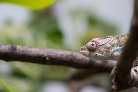 Locale Cross From "Ron Mangatrakatraka" (AKA Ron Burgundy) x "Star Crossed" - Hatched March - April 2026 - Male #3
