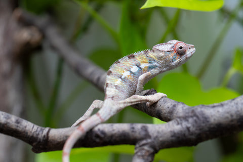 Locale Cross From "Ron Mangatrakatraka" (AKA Ron Burgundy) x "Star Crossed" - Hatched March - April 2026 - Male #3