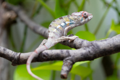 Locale Cross From "Ron Mangatrakatraka" (AKA Ron Burgundy) x "Star Crossed" - Hatched March - April 2026 - Male #3