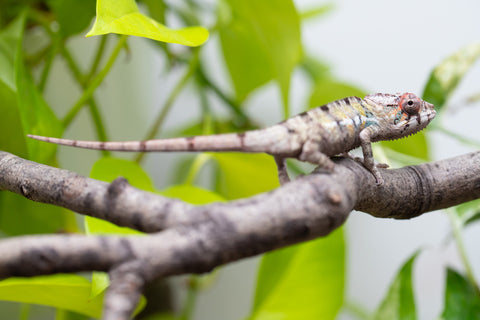 Locale Cross From "Ron Mangatrakatraka" (AKA Ron Burgundy) x "Star Crossed" - Hatched March - April 2026 - Male #3
