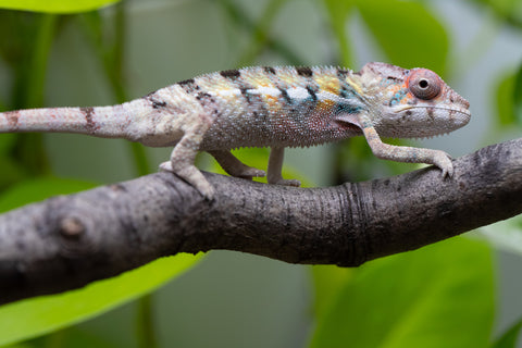 Locale Cross From "Ron Mangatrakatraka" (AKA Ron Burgundy) x "Star Crossed" - Hatched March - April 2026 - Male #3