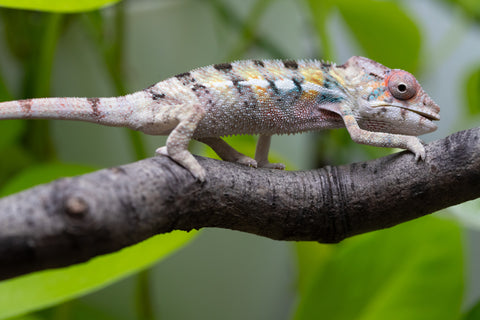Locale Cross From "Ron Mangatrakatraka" (AKA Ron Burgundy) x "Star Crossed" - Hatched March - April 2026 - Male #3