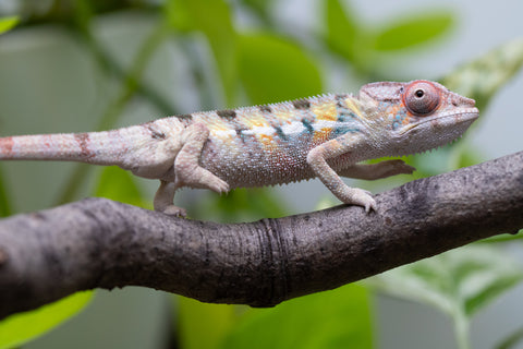 Locale Cross From "Ron Mangatrakatraka" (AKA Ron Burgundy) x "Star Crossed" - Hatched March - April 2026 - Male #3